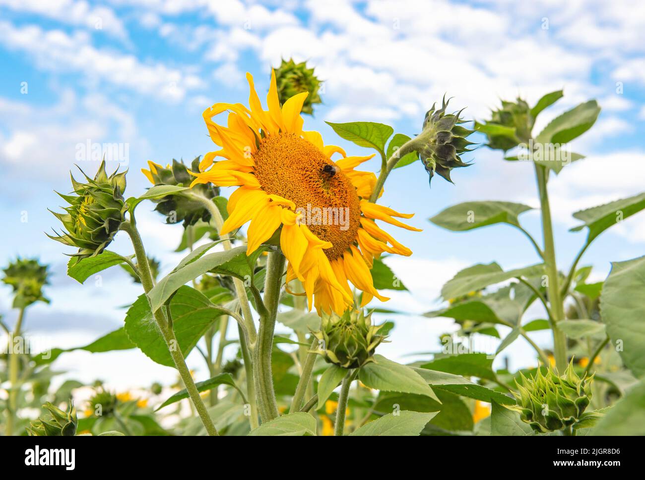 Sunflowers over blue sky. Summer nature background Stock Photo
