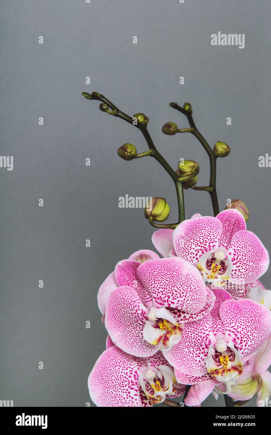 Pink orchid flowers on grey background. Beautiful bouquet Stock Photo