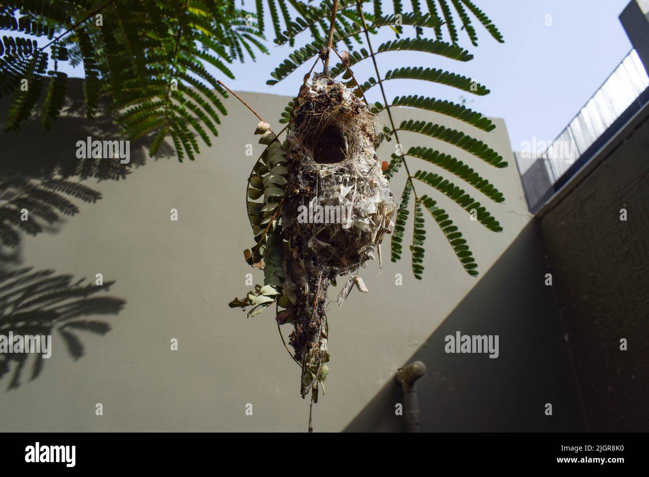 Well build Nest of Sunbird made by both male Purple sunbird and female Purple rumped sunbird in backyard house made of twigs,cotton,leaves,sticks Stock Photo