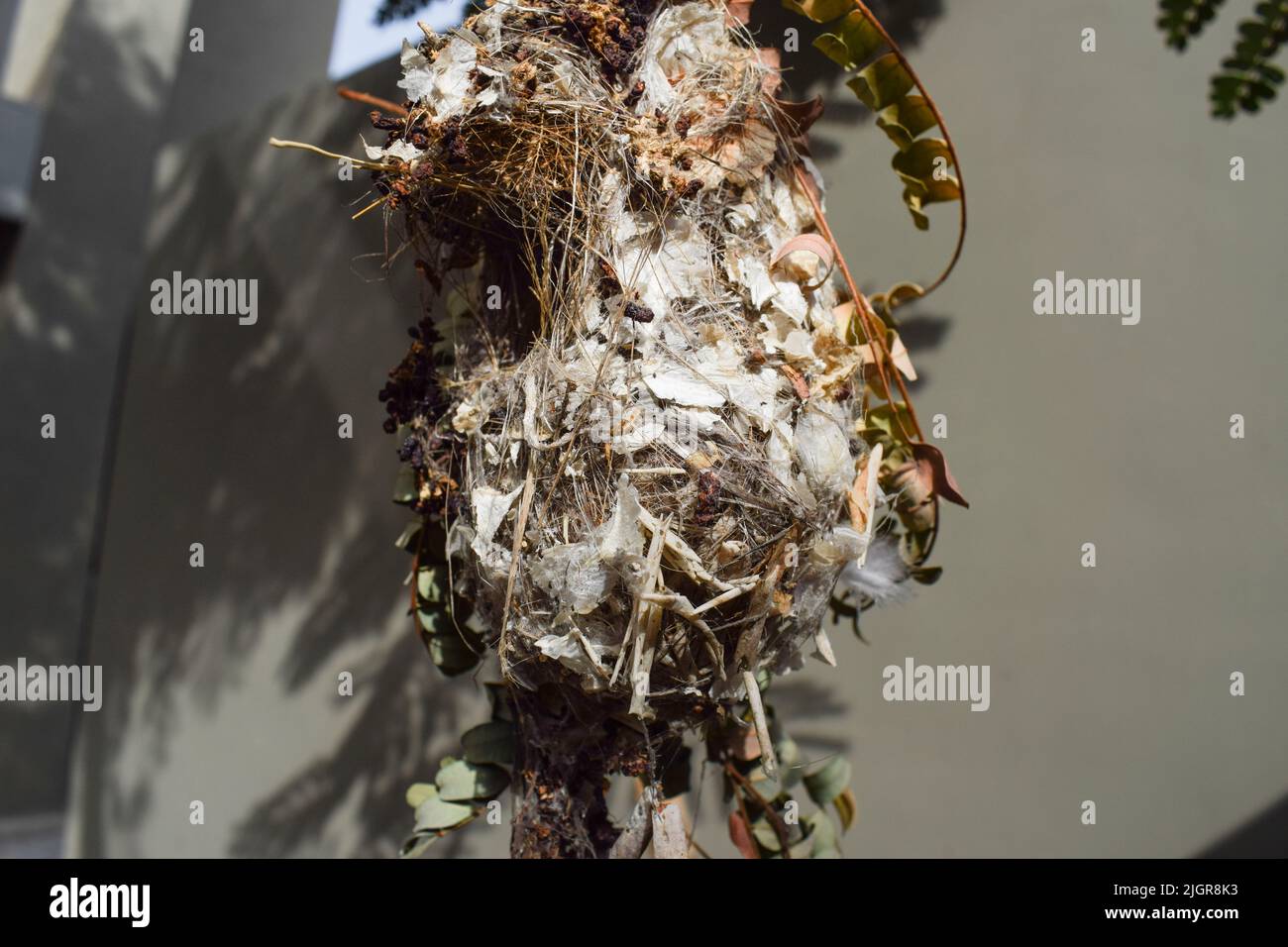 Well build Nest of Sunbird made by both male Purple sunbird and female Purple rumped sunbird in backyard house made of twigs,cotton,leaves,sticks Stock Photo