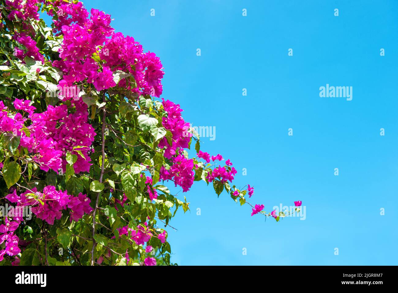 Rhododendron blossoming. Pink flowers on blue sky background Stock Photo