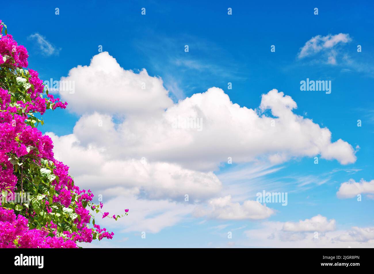 Pink summer rhododendron flowers over cloudy blue sky banner Stock Photo