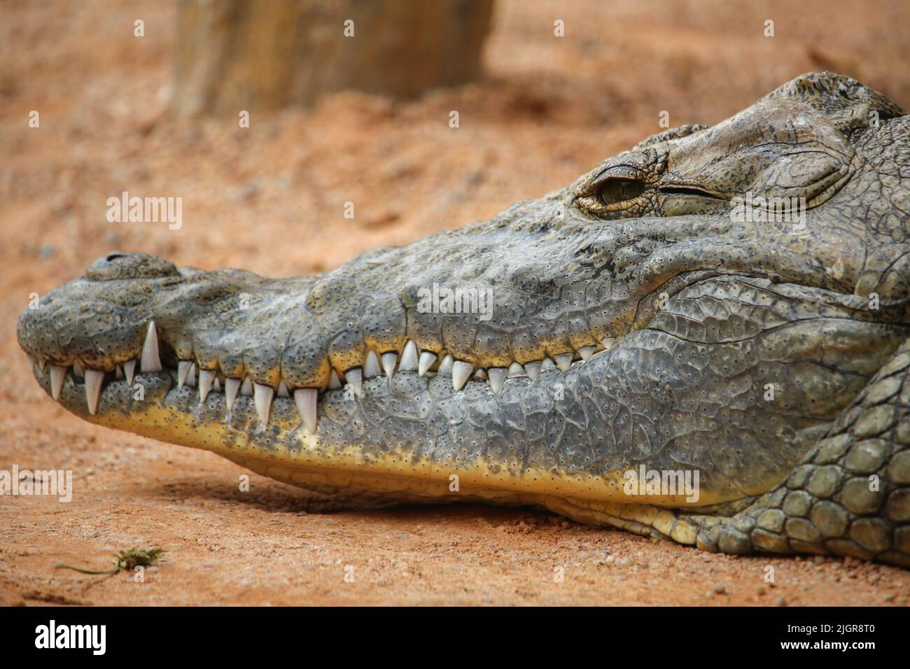Close-up of crocodile face profile, fangs and one eye. Stock Photo