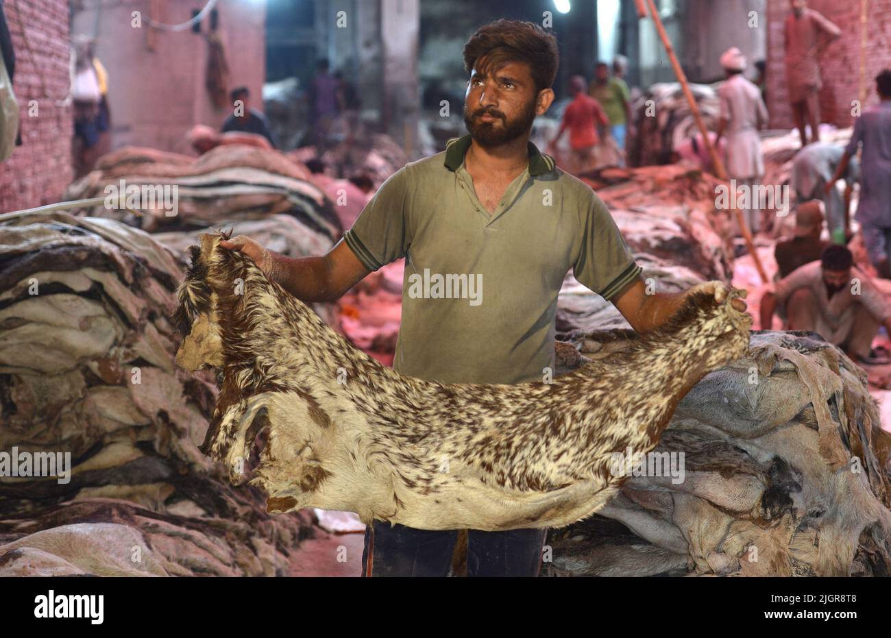 Hukum Menjual Kulit Hewan Qurban Berdasarkan Fatwa Ulama