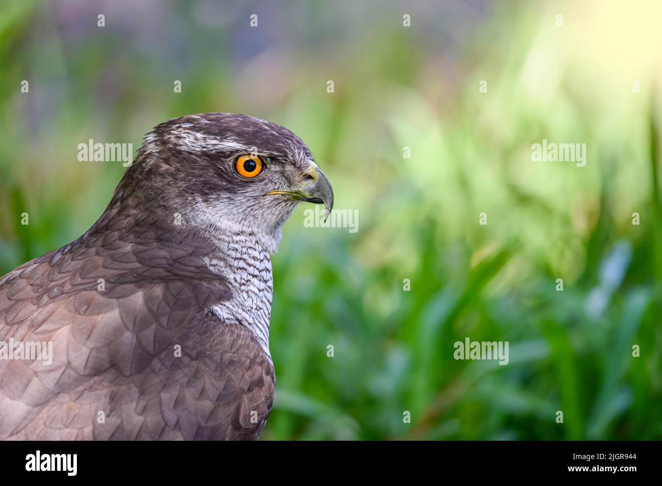 Accipiter gentilis gentilis - Finnish Goshawk, is a species of bird in ...