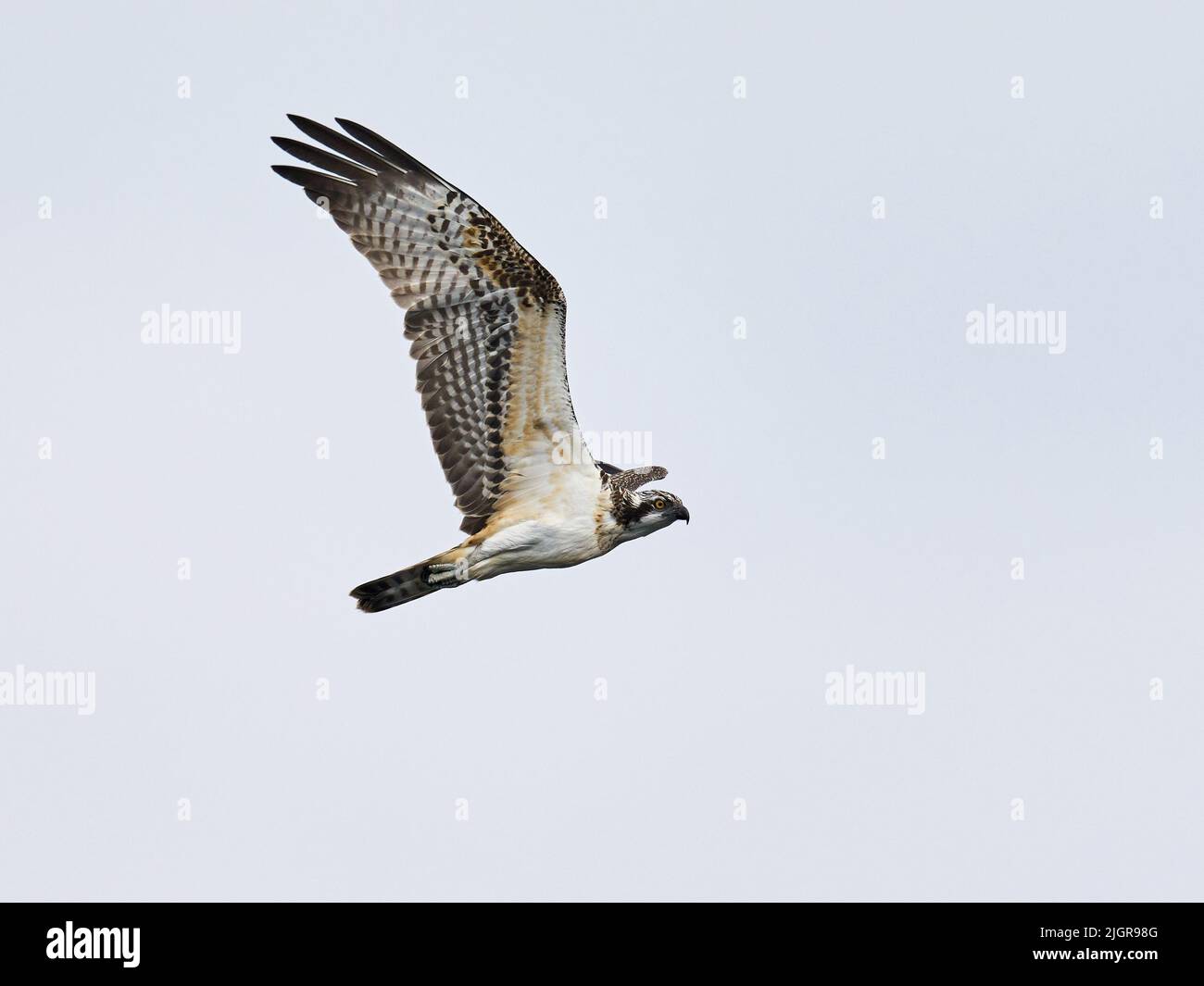 Osprey (Pandion haliaetus) in its natural enviroment Stock Photo