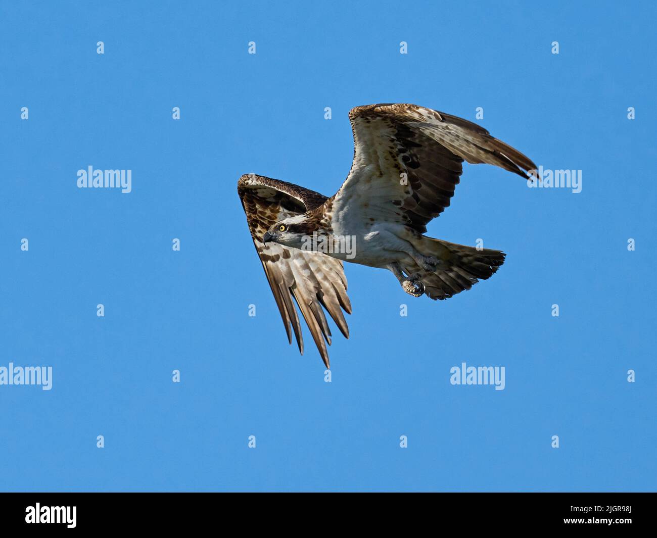 Osprey (Pandion haliaetus) in its natural environment Stock Photo