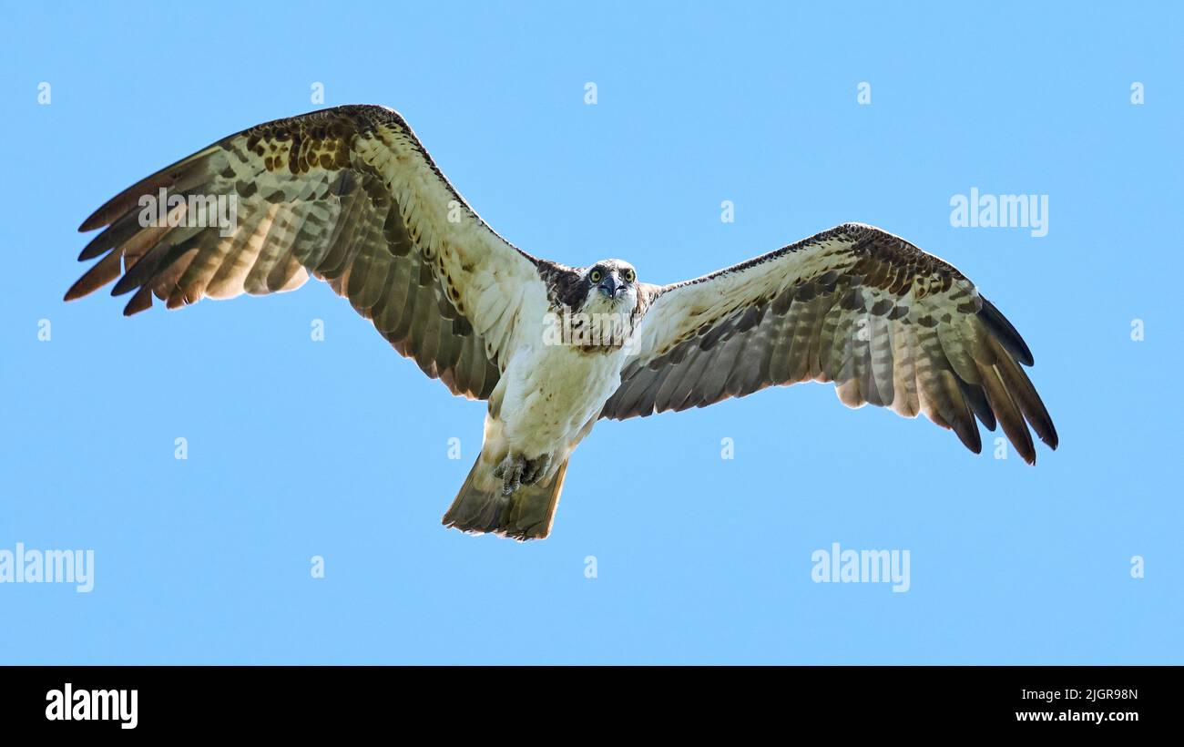 Osprey (Pandion haliaetus) in its natural environment Stock Photo