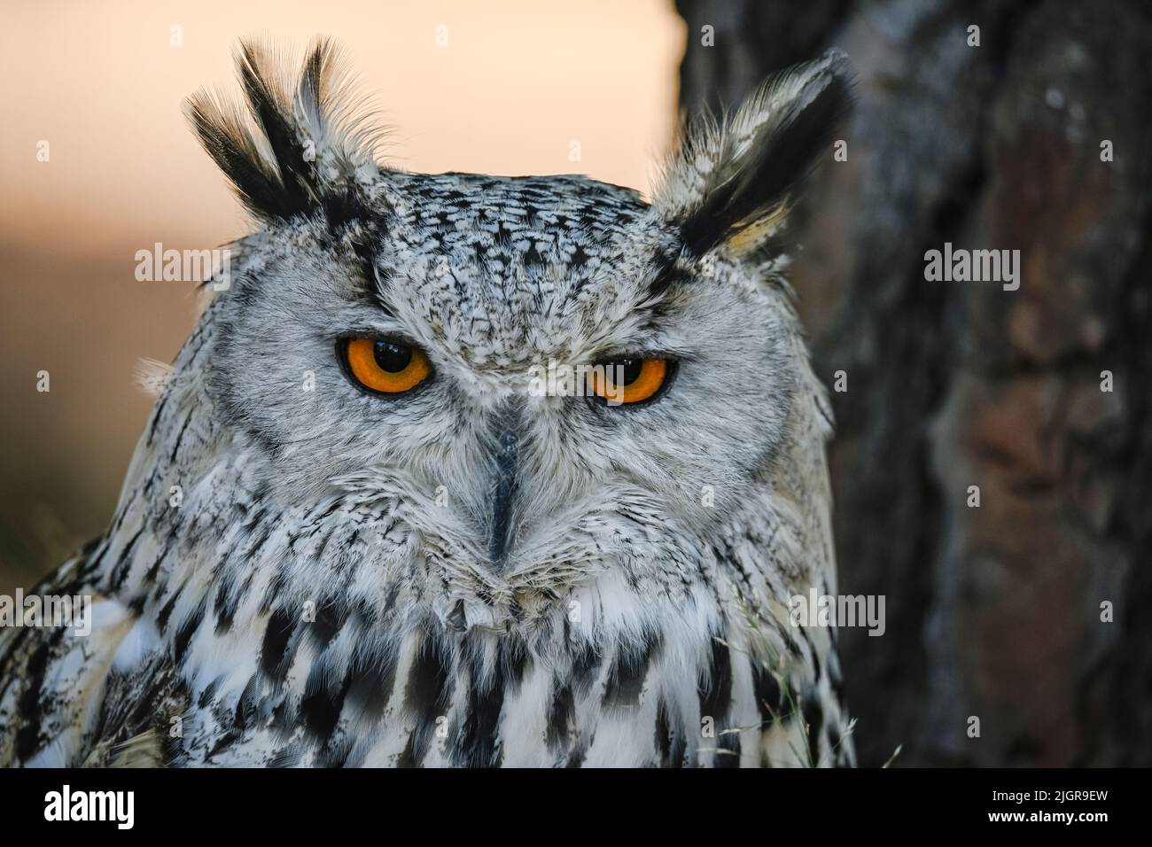 Bubo bubo Sibiricus - Siberian owl, is a species of bird Strigiformes in the family Strigidae. Stock Photo