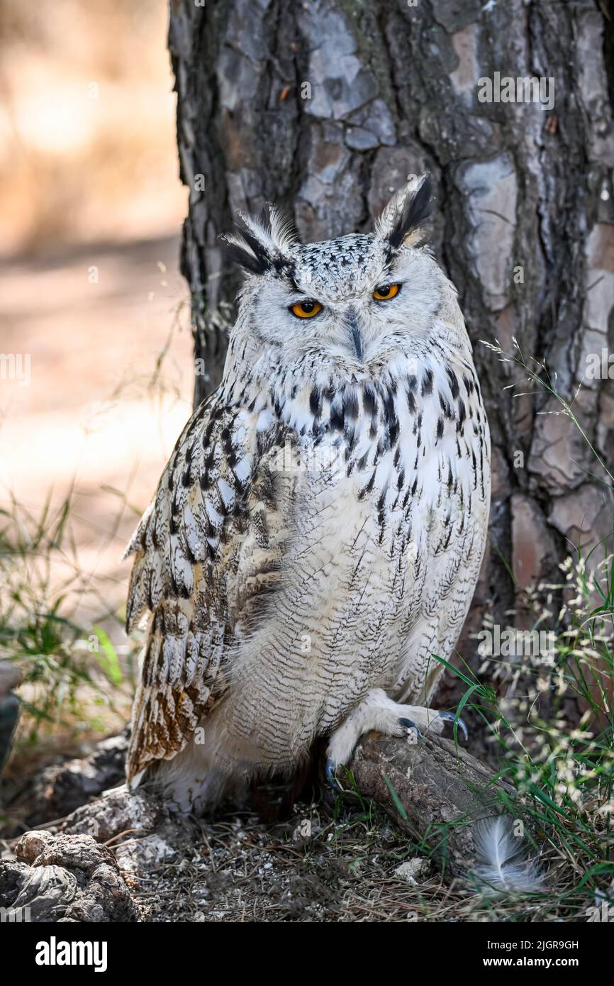 Bubo bubo Sibiricus - Siberian owl, is a species of bird Strigiformes in the family Strigidae. Stock Photo