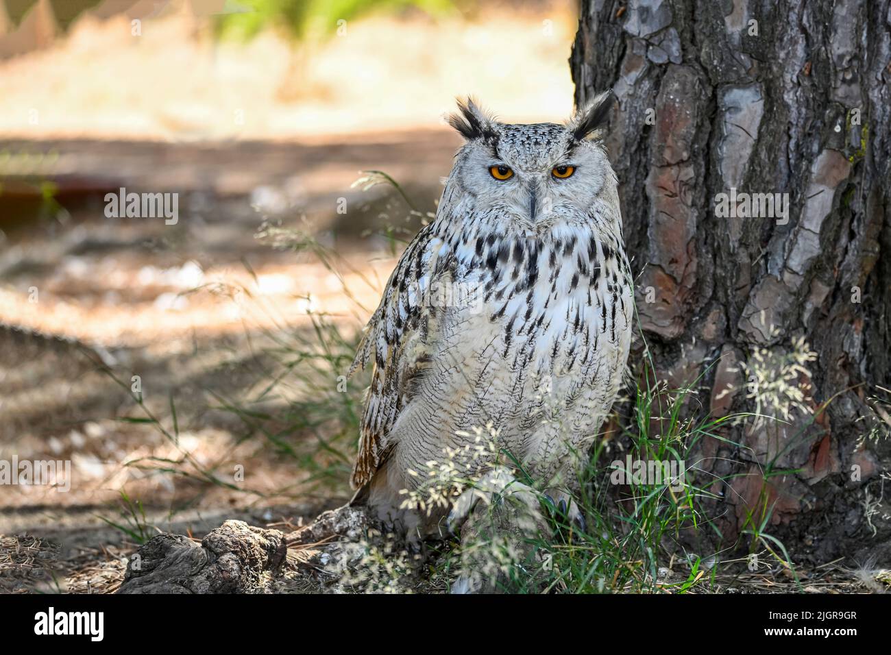 Bubo bubo Sibiricus - Siberian owl, is a species of bird Strigiformes in the family Strigidae. Stock Photo