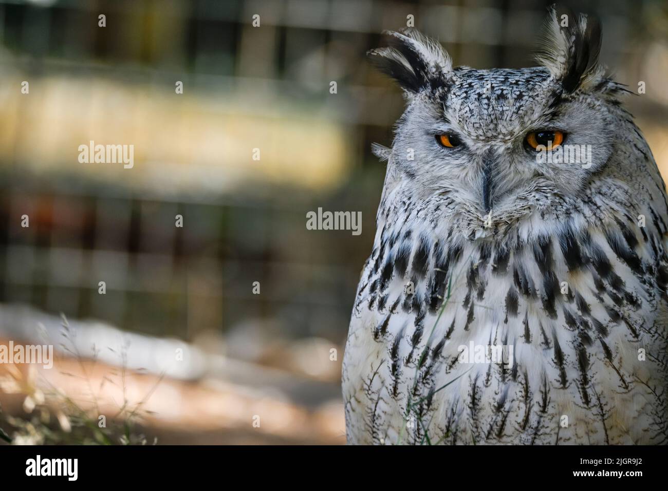 Bubo bubo Sibiricus - Siberian owl, is a species of bird Strigiformes in the family Strigidae. Stock Photo