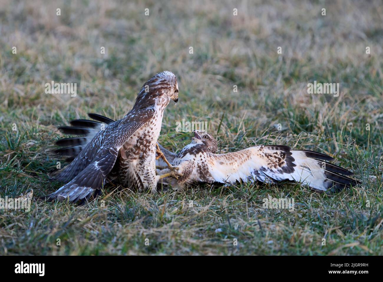 Common buzzard in its natural enviroment in Denmark Stock Photo
