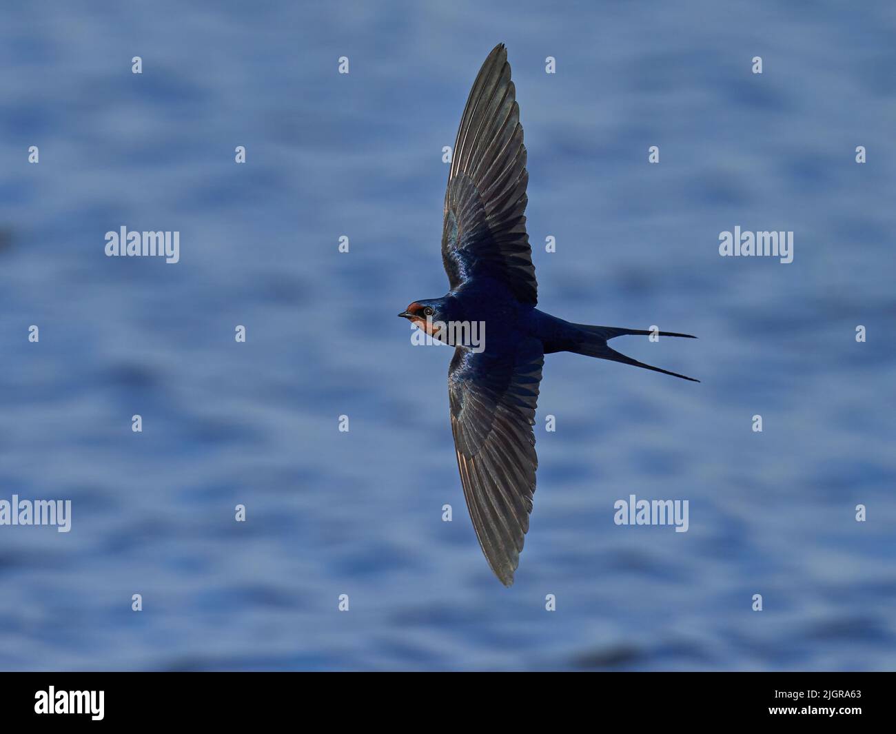 Barn swallow (Hirundo rustica) in its natural environment Stock Photo