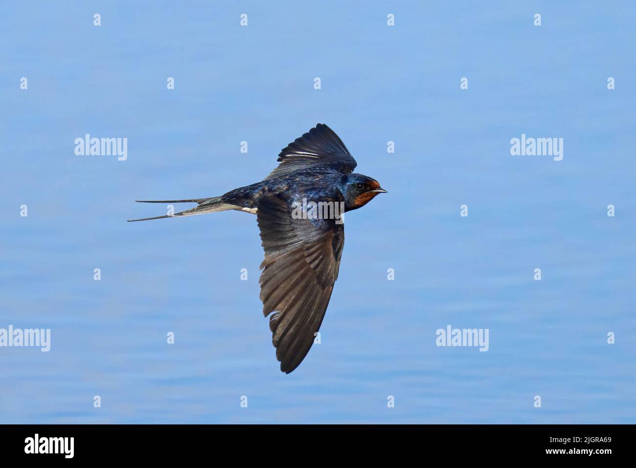 Barn swallow (Hirundo rustica) in its natural environment Stock Photo