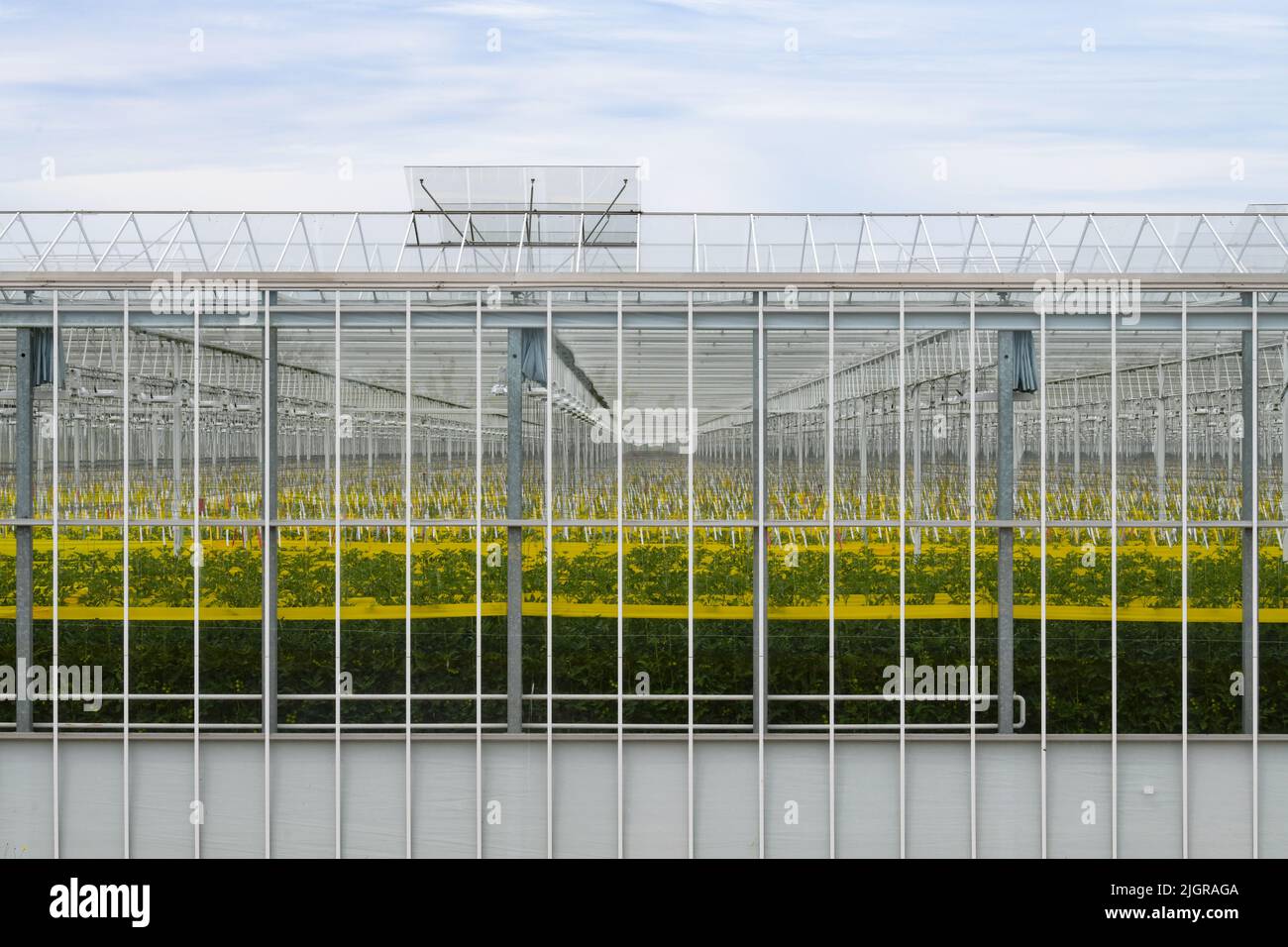 Thanet Earth - tomatoes growing inside giant greenhouse - Isle of Thanet, Kent, England, UK ...