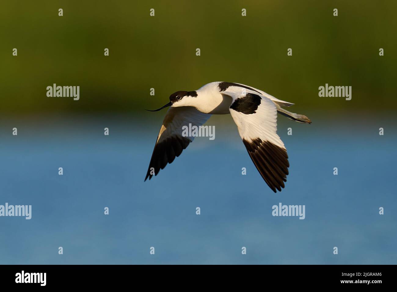 Pied avocet (Recurvirostra avosetta) in its natural environment Stock Photo