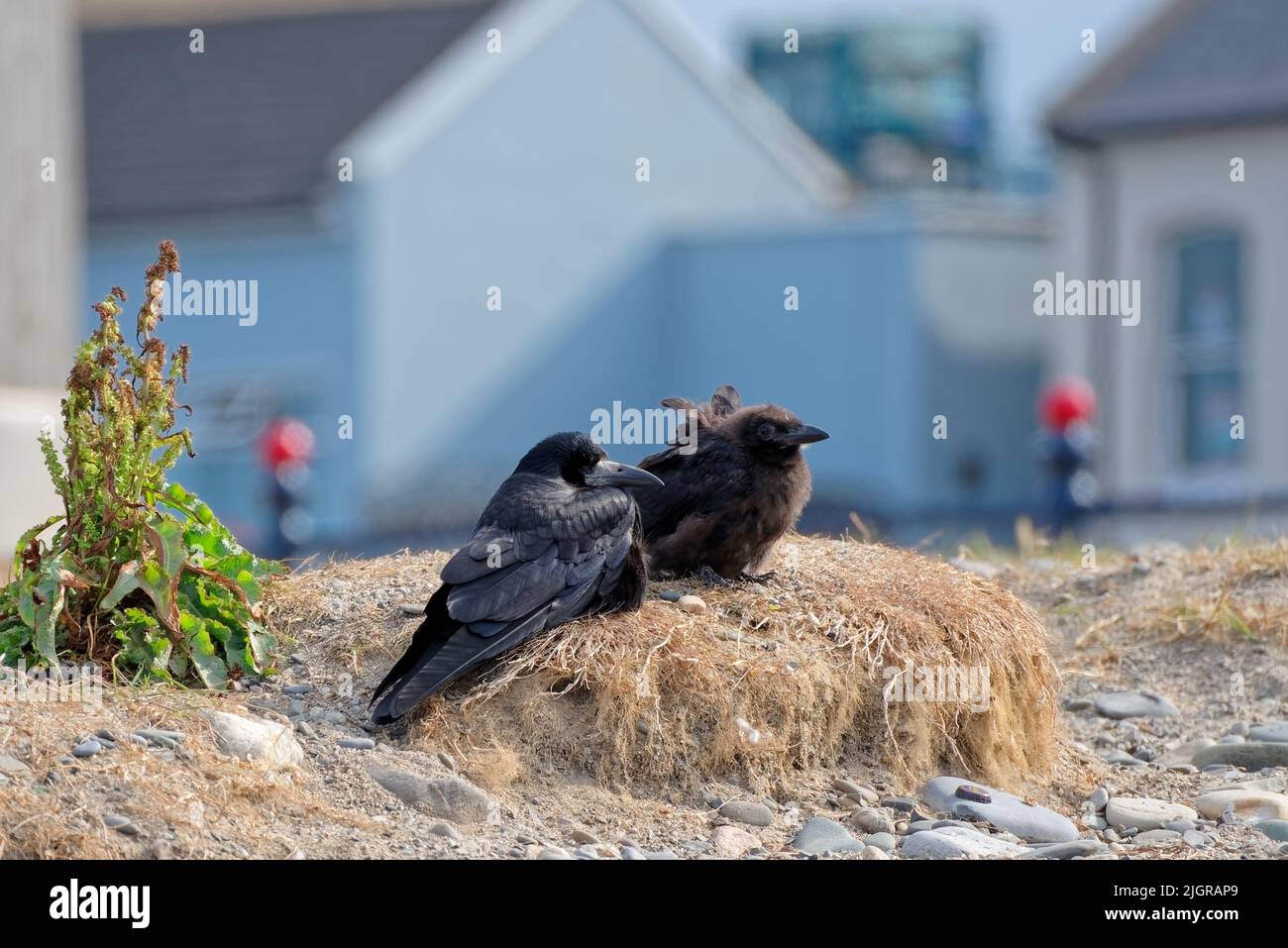 Rook nest young hi-res stock photography and images - Alamy