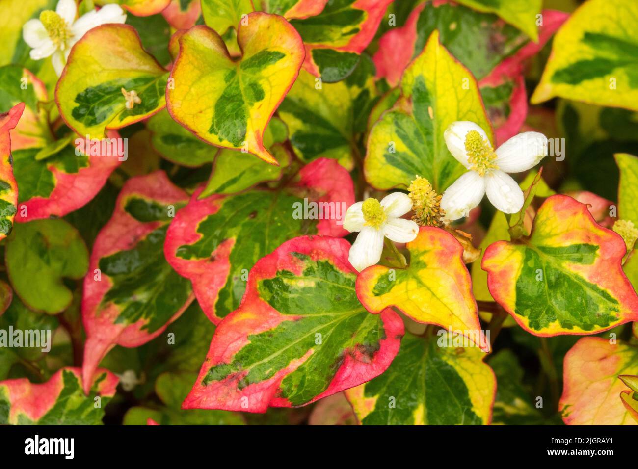 Houttuynia cordata 'Chameleon' edible plant Stock Photo