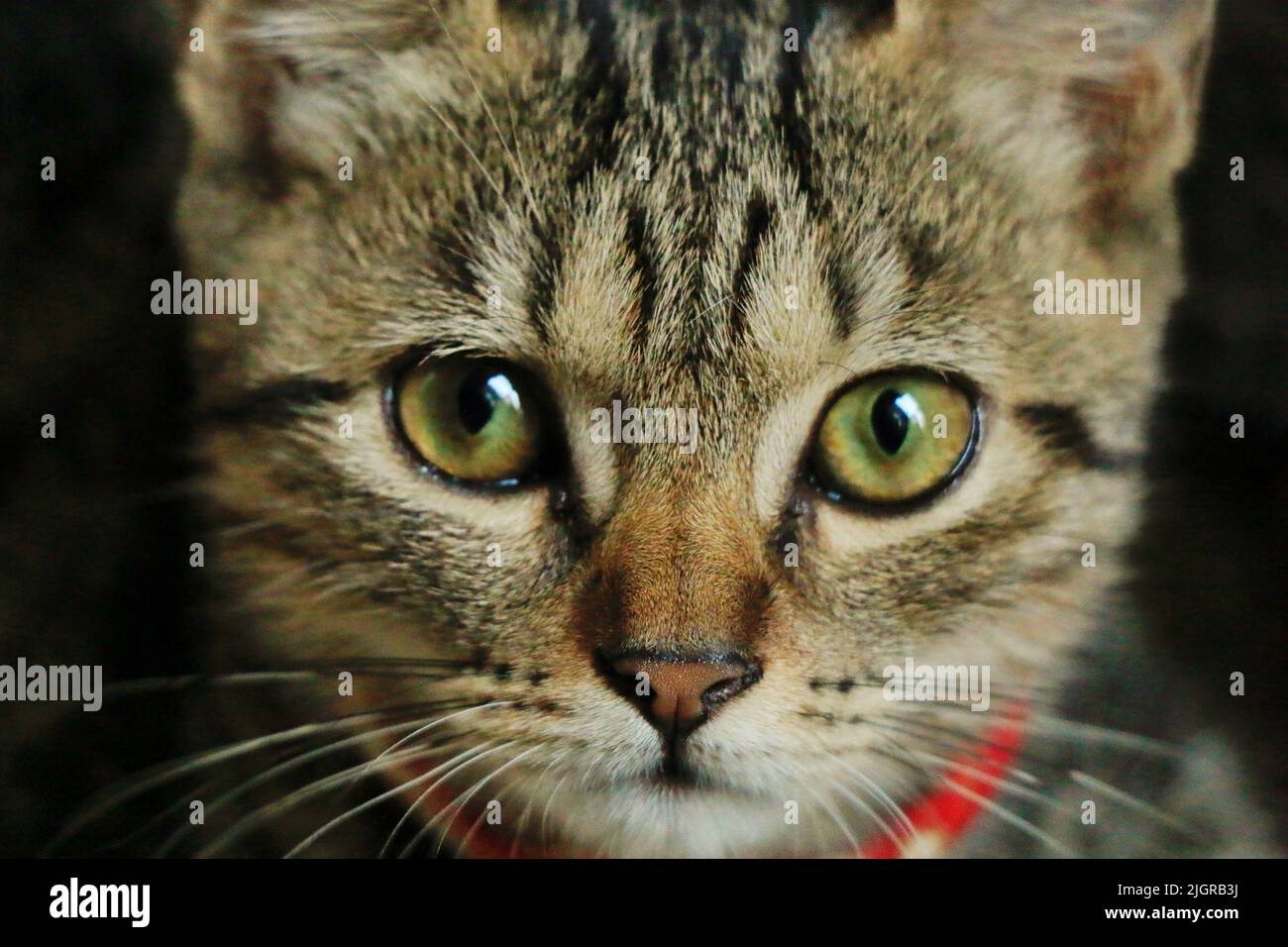 A closeup portrait of a cat Stock Photo - Alamy