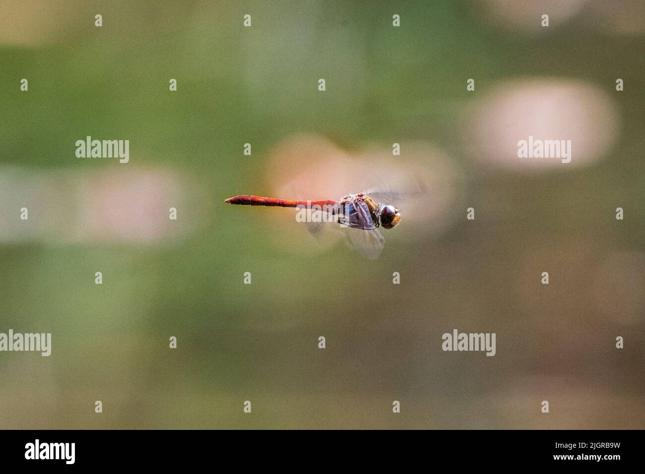 A closeup shot of a Scarlet dragonfly flying on blurry background Stock ...