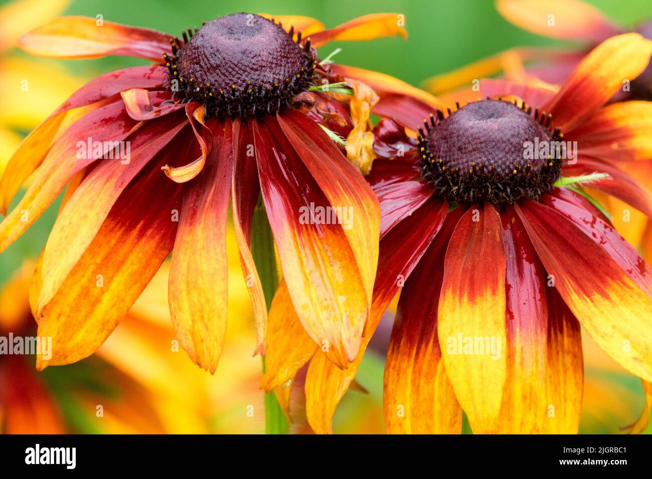 Black eyed Susan flowers Rudbeckia hirta 'Autumn Colours' Stock Photo