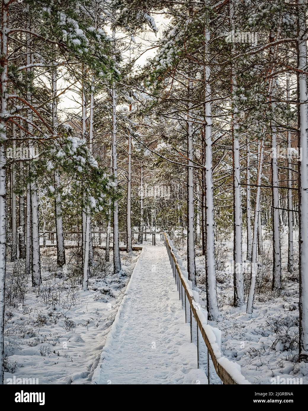 A cold winter view of a woodland area with a wooden walkway going ...