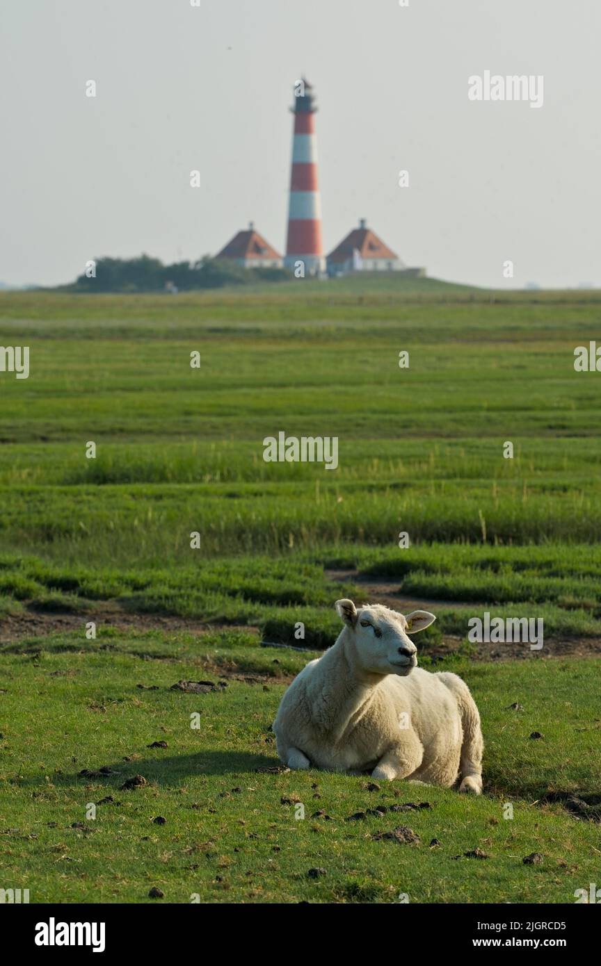 Vertical shot of a white sheep on green pasture the background of ...