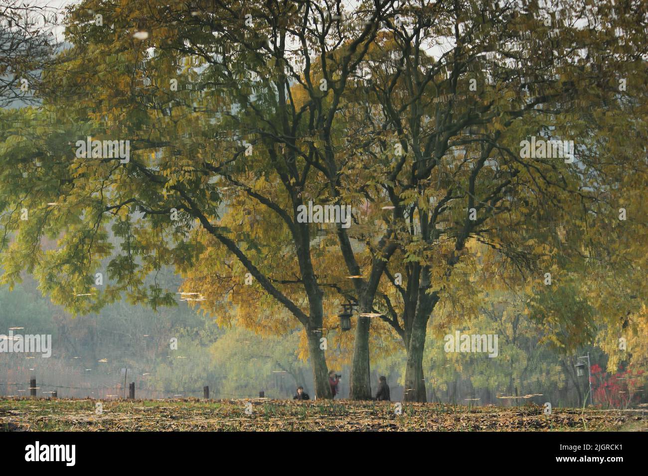 A park with trees reflecting on a lake during autumn Stock Photo - Alamy