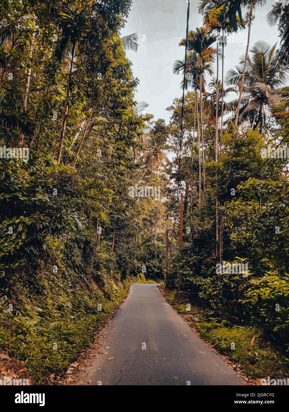 A vertical view of a narrow road surrounded by tall trees under a blue ...