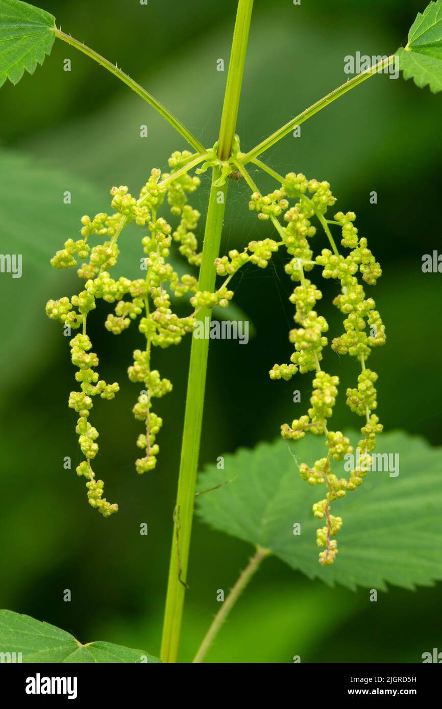 Stinging Nettle (Urtica dioica), Willamette Mission