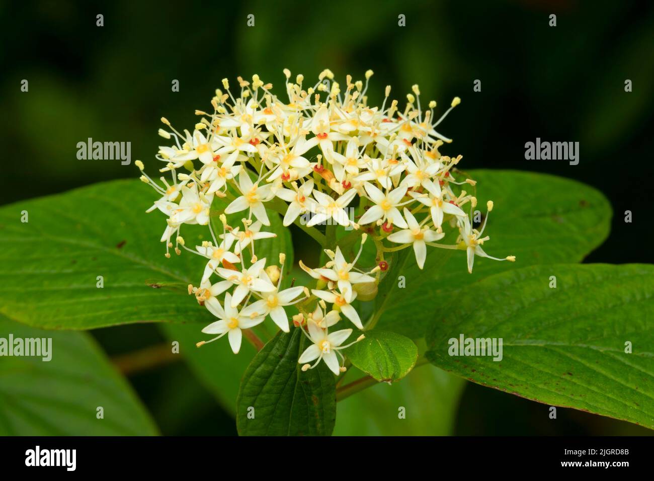 Cornus sericea (Red osier dogwood), cluster of white berries on