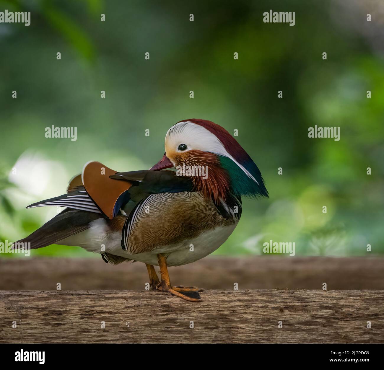 A cute Mandarin duck in natural habitat Stock Photo - Alamy