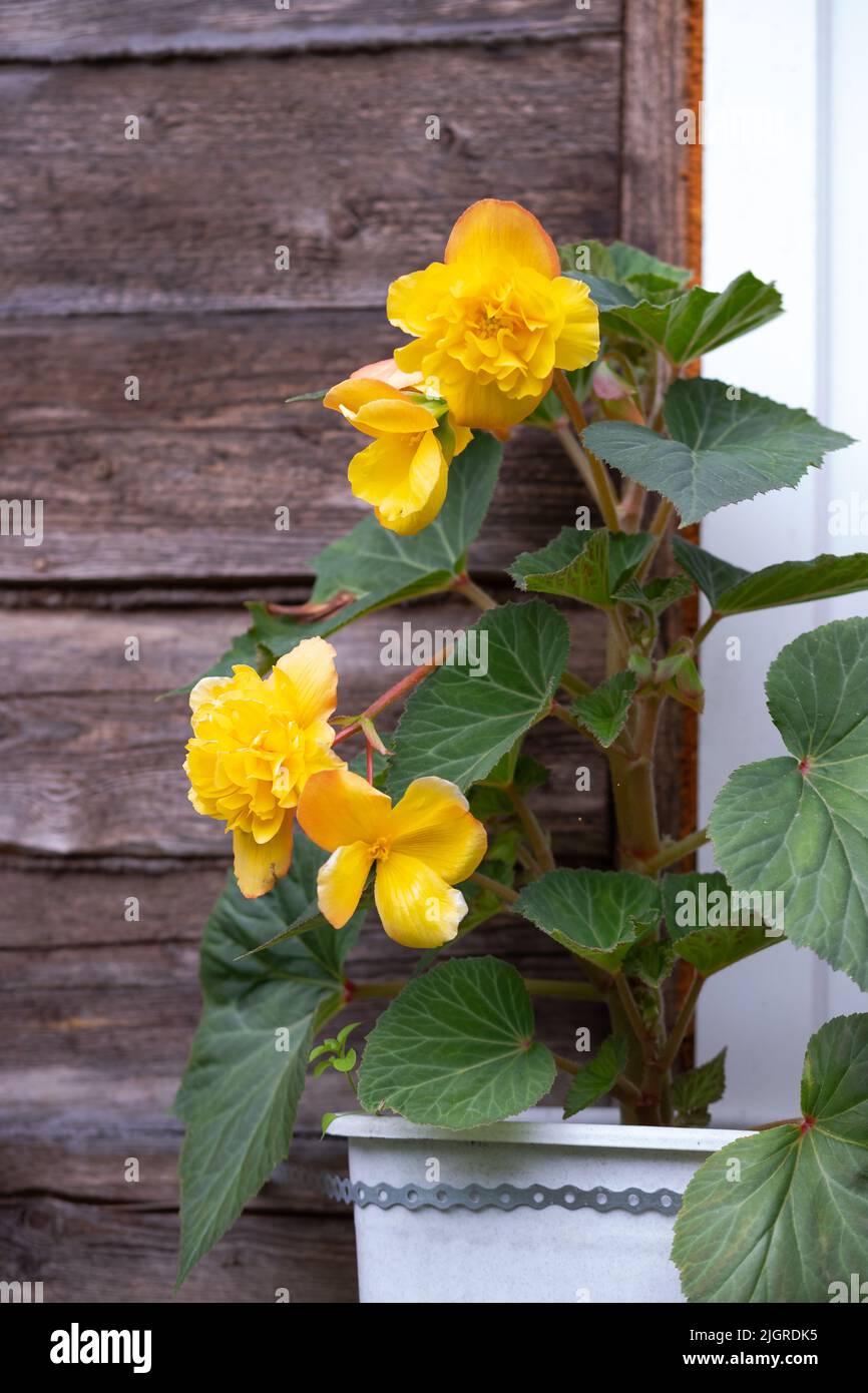 Begonia tuberhybrida hi-res stock photography and images - Page 3 - Alamy