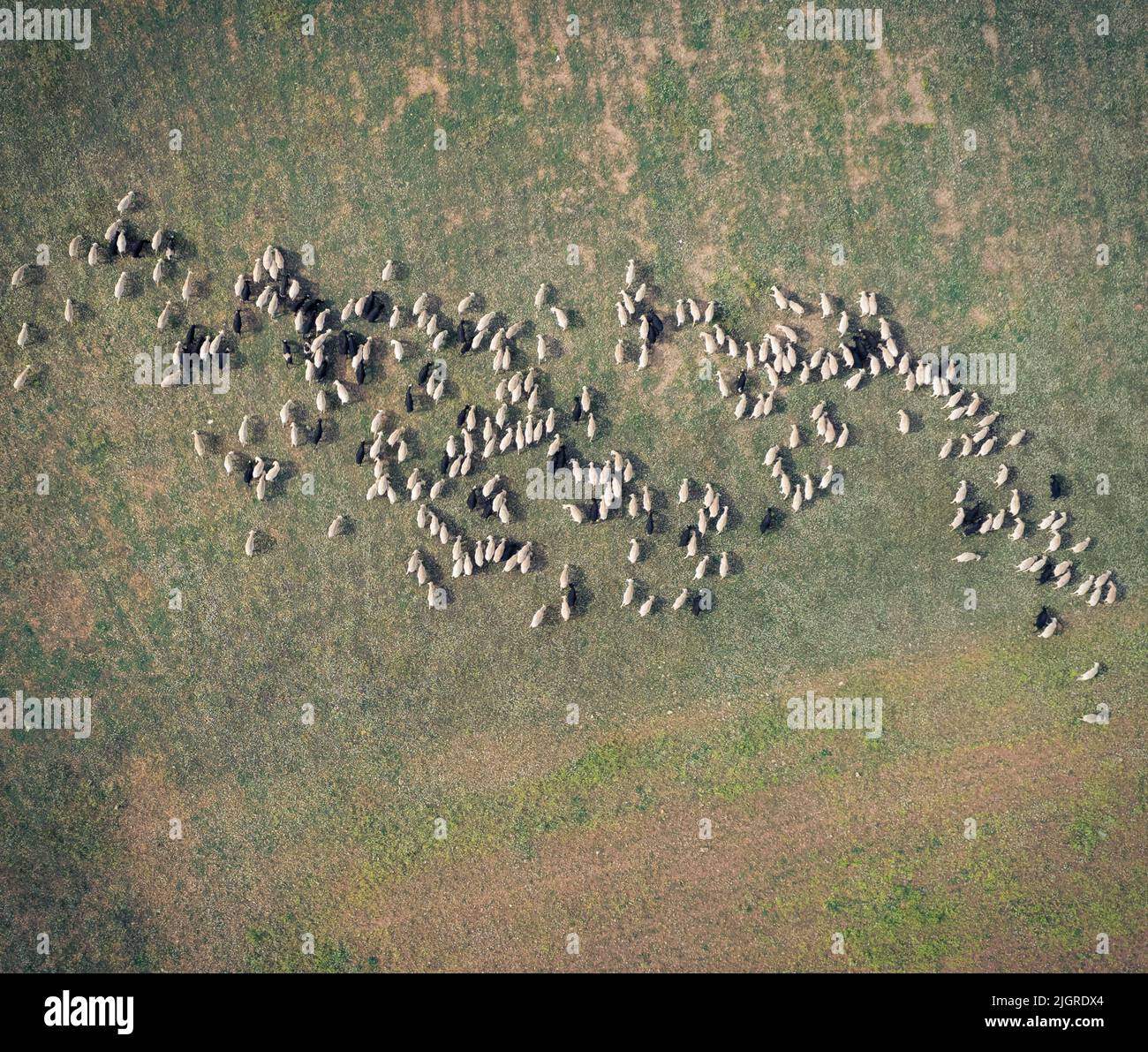 An aerial view of sheep in a field in Castella la Mancha Stock Photo ...
