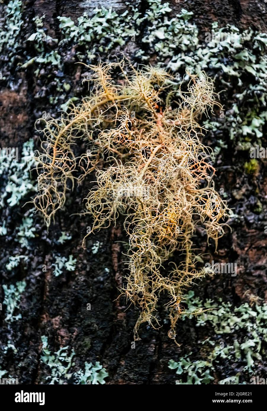 A vertical closeup of tree moss (Pseudevernia furfuracea) at the south zone of Chile Stock Photo