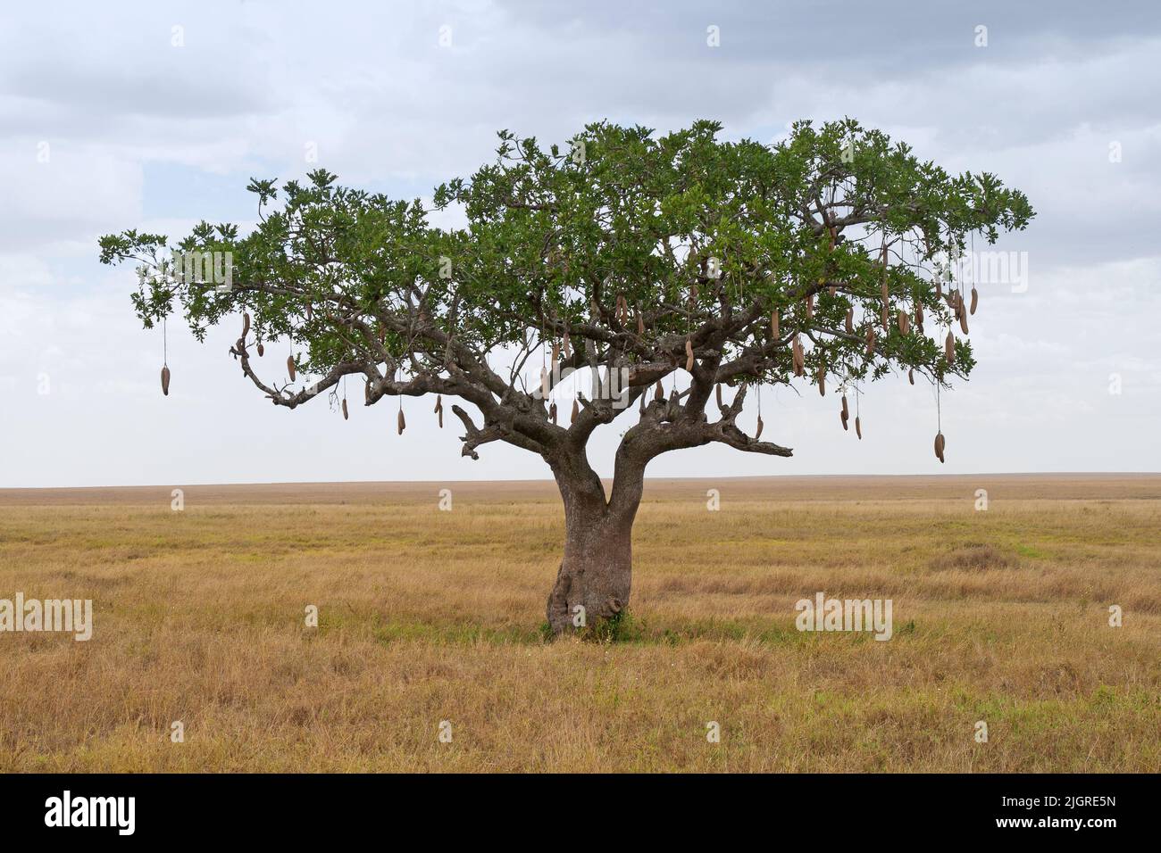 Sausage Tree (Kigelia) on Savanna landscape in Africa Stock Photo - Alamy