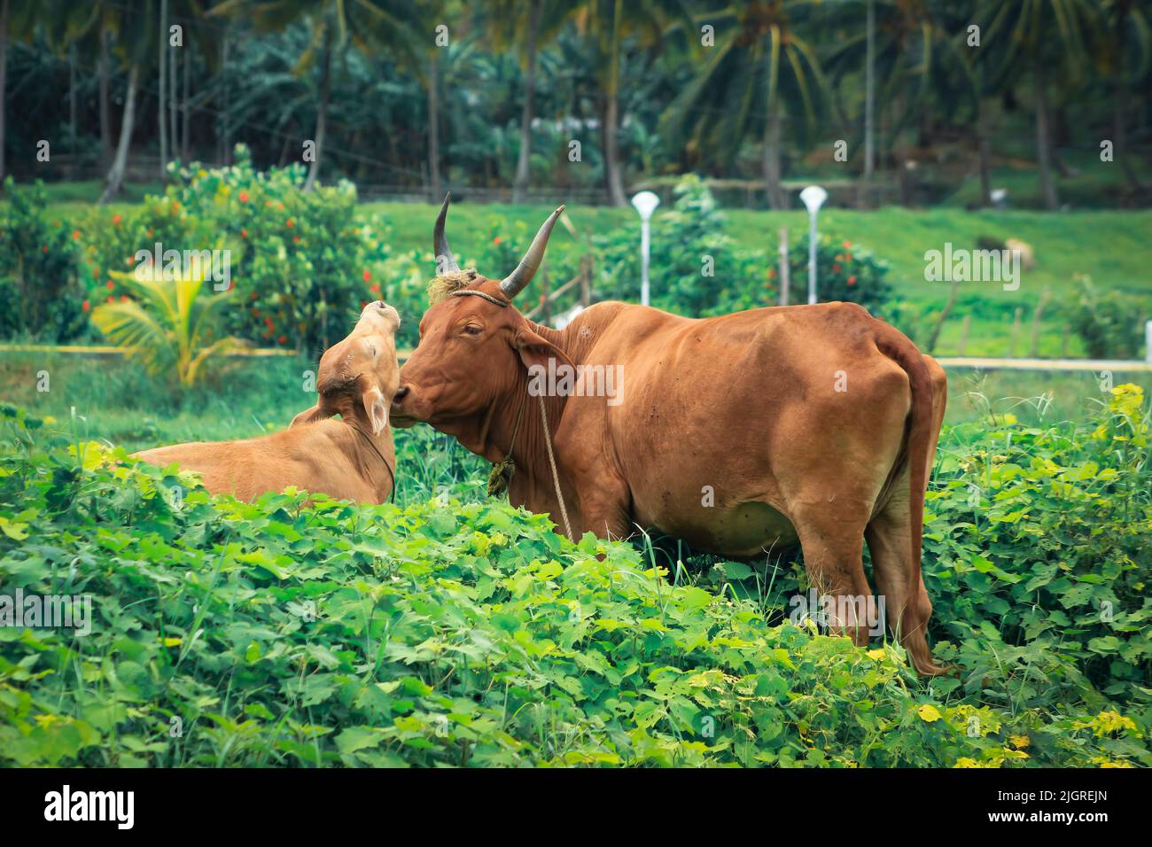 A brown cow and a calf in a green pasture Stock Photo - Alamy