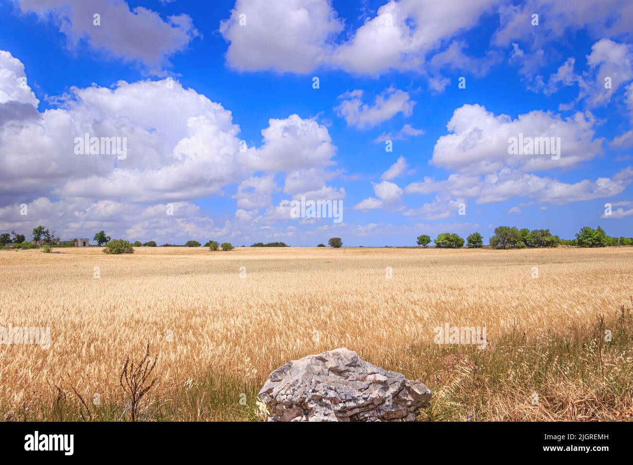 Golden wheat field and blue sky with clouds. Alta Murgia National Park: hilly landscape with field of cereal in Apulia, Italy. Stock Photo