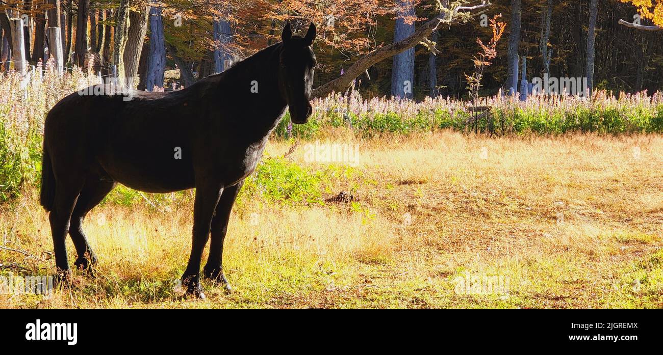 A black domestic horse (Equus ferus caballus) in the meadow Stock Photo