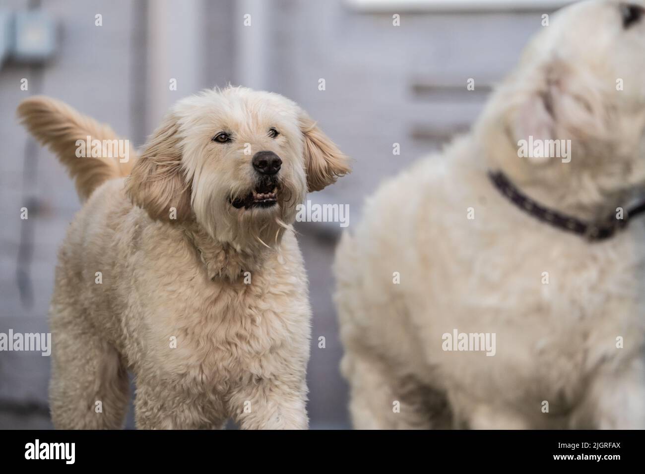 Golden Doodle and Cheeky Golden Retriever getting treat portrait