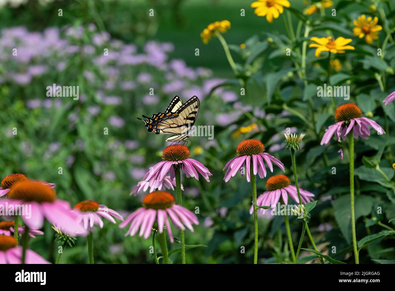 Eastern Tiger Swallowtail butterfly on Echinacea flowers with a blurred background of perennial wildflowers. Stock Photo