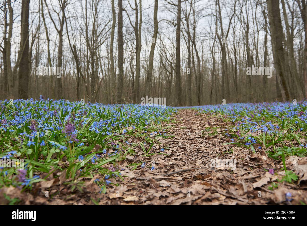 Spring forest with scilla flowers after winter in Russia. Stock Photo