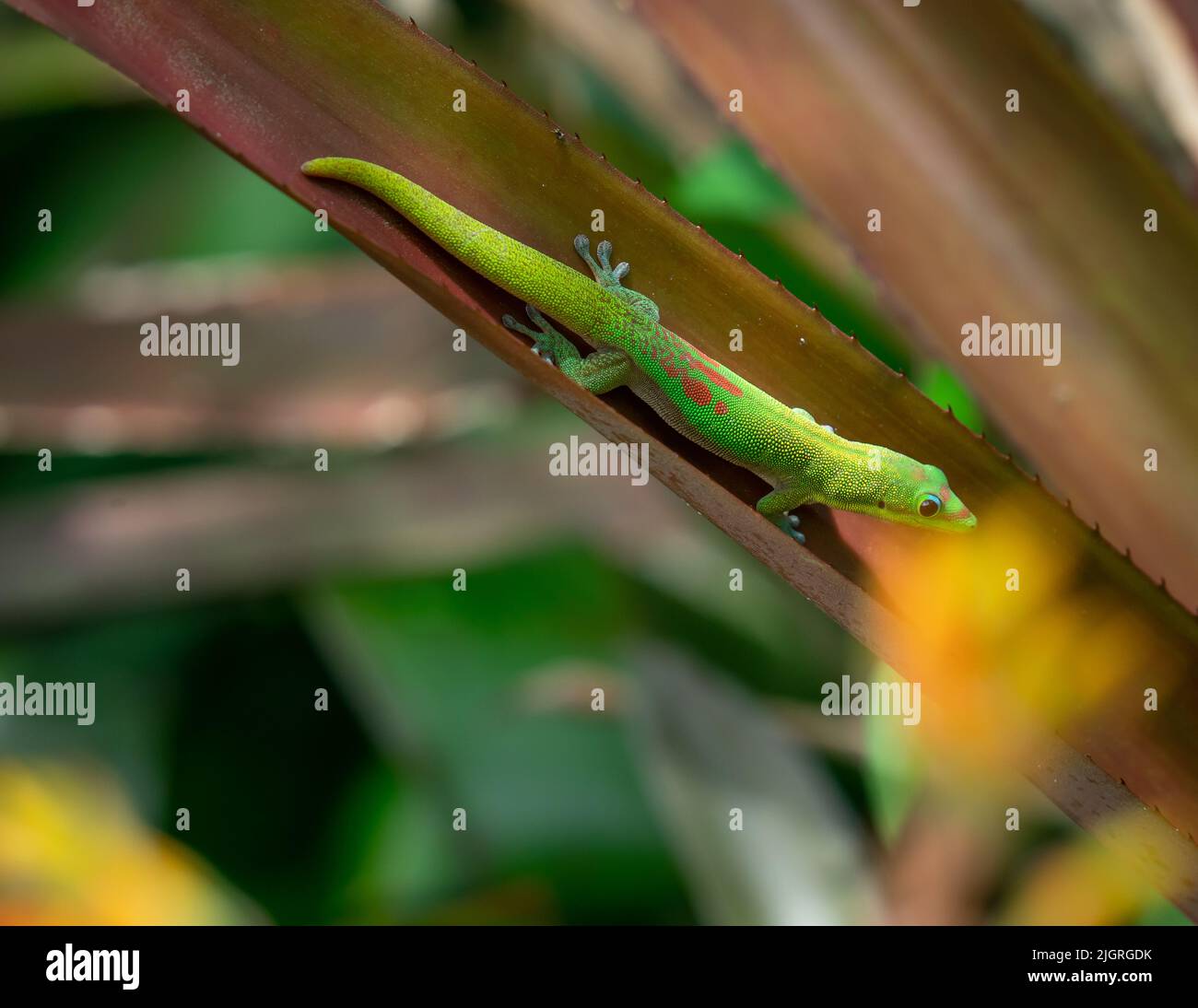 Day Gecko on Aloe Plant Stock Photo Alamy