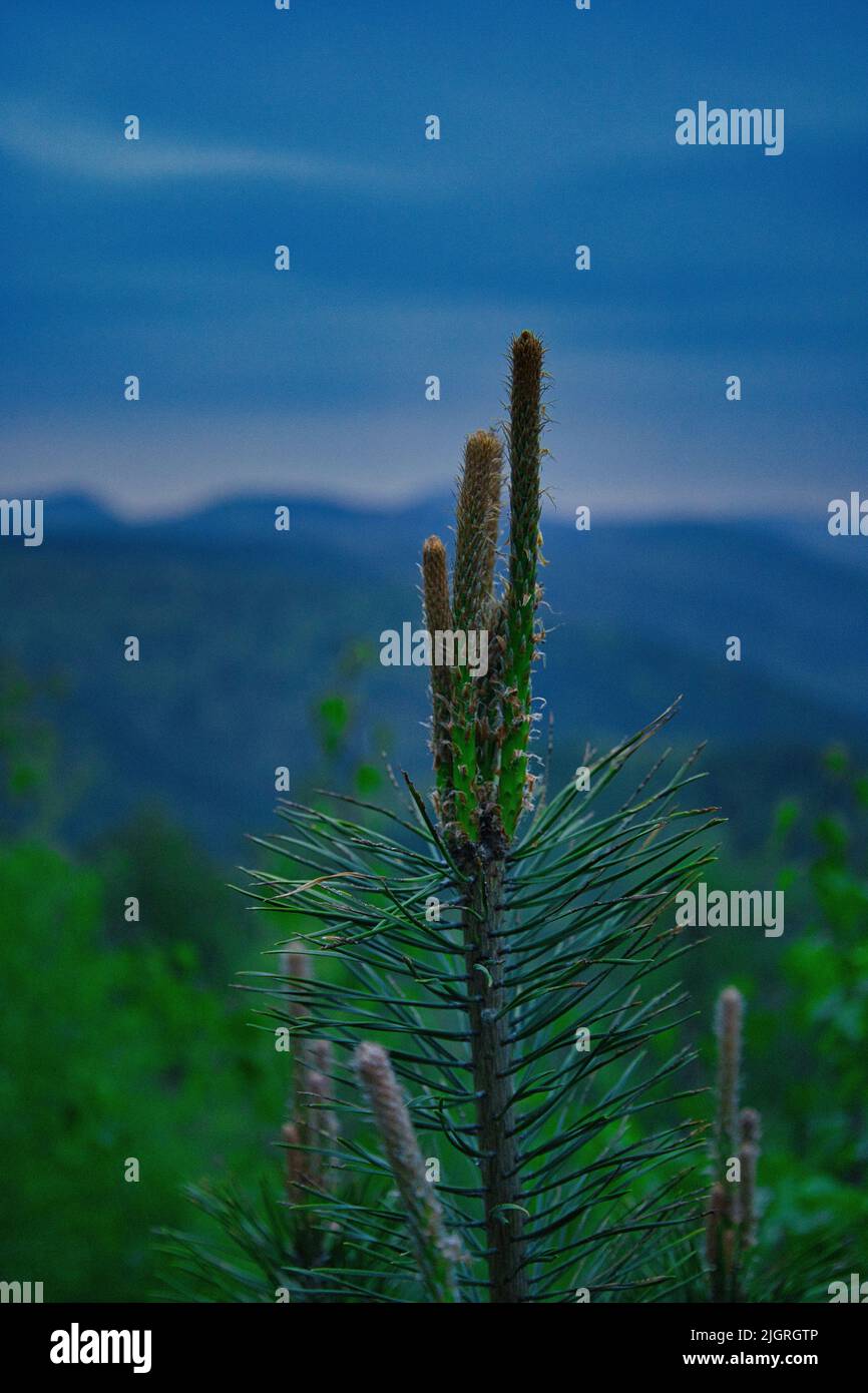 A vertical selective focus shot of pine tree branch with blur mountains ...