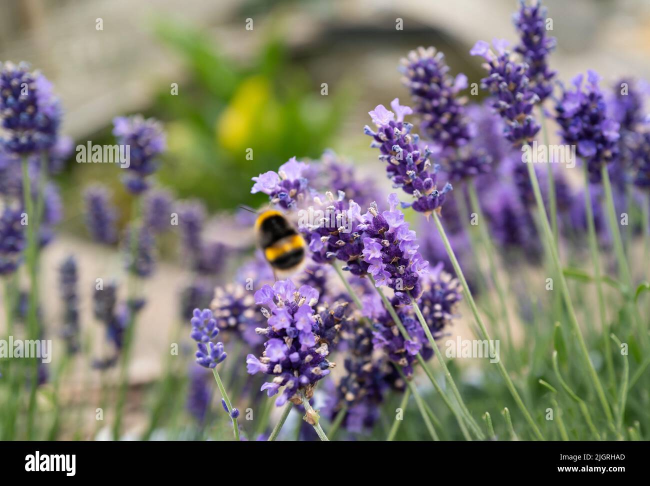 Pretty lavender flowers growing in front of a defocused garden pond and lily. A beautiful soft focus bumble bee is moving around the flowers. Stock Photo