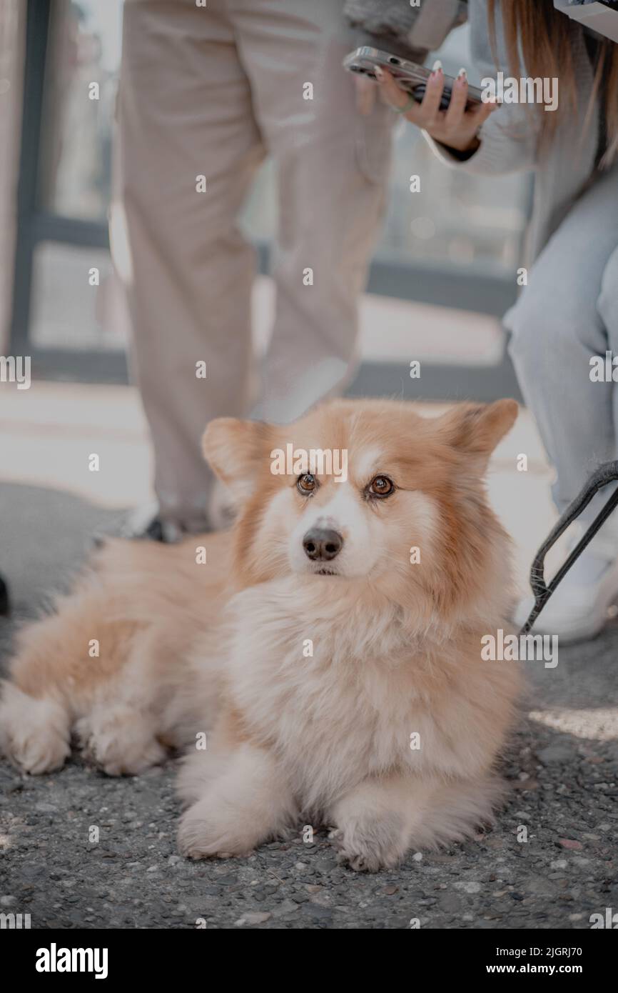 A vertical closeup of a Pembroke Welsh Corgi lying on the ground against people taking a picture of it Stock Photo