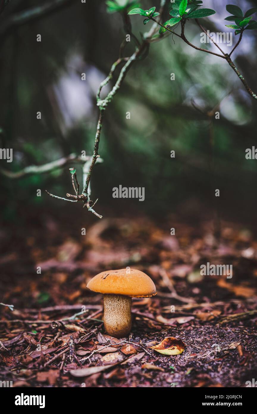 A young porcini mushroom growing on the forest ground Stock Photo Alamy