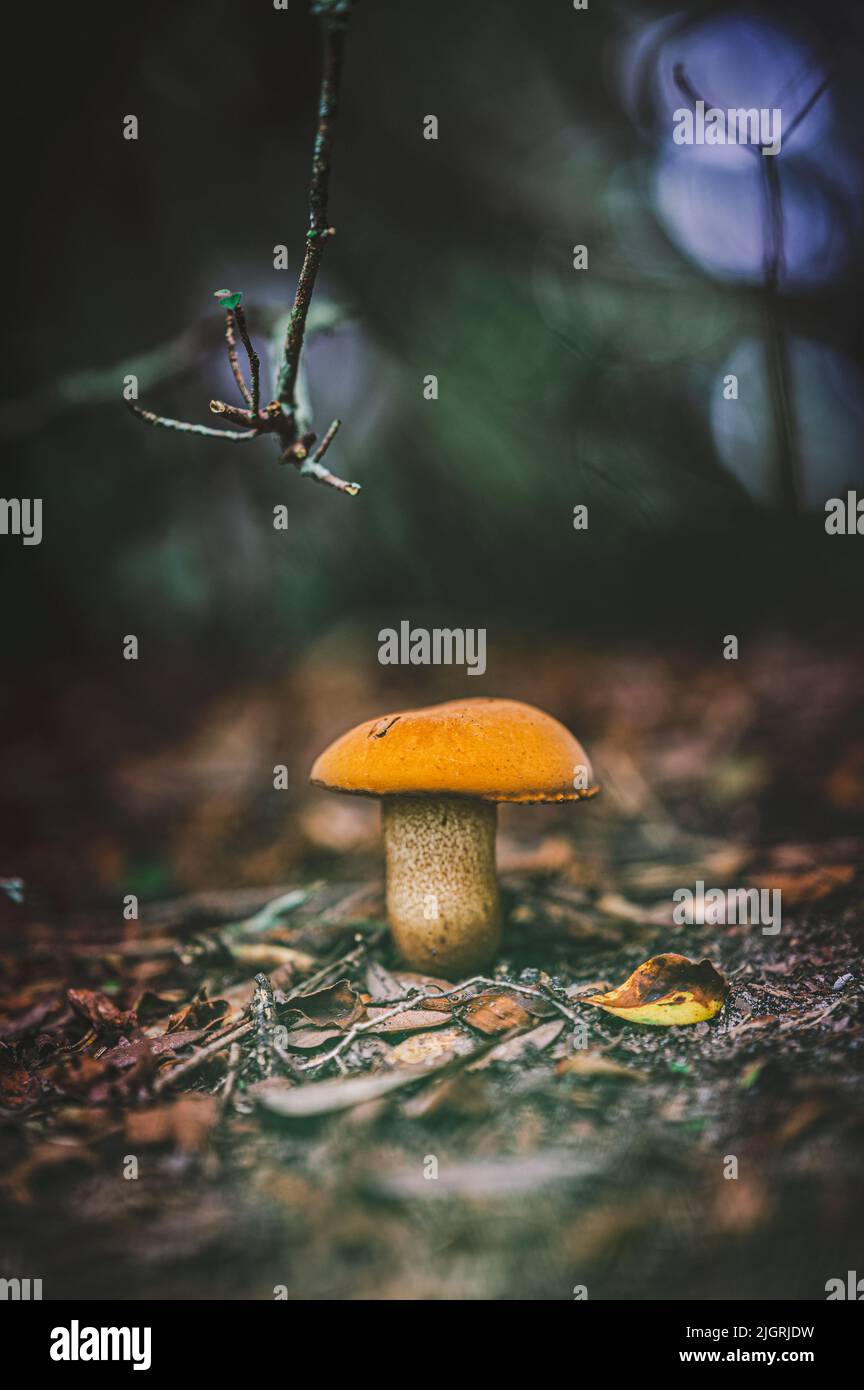 A young porcini mushroom growing on the forest ground Stock Photo Alamy