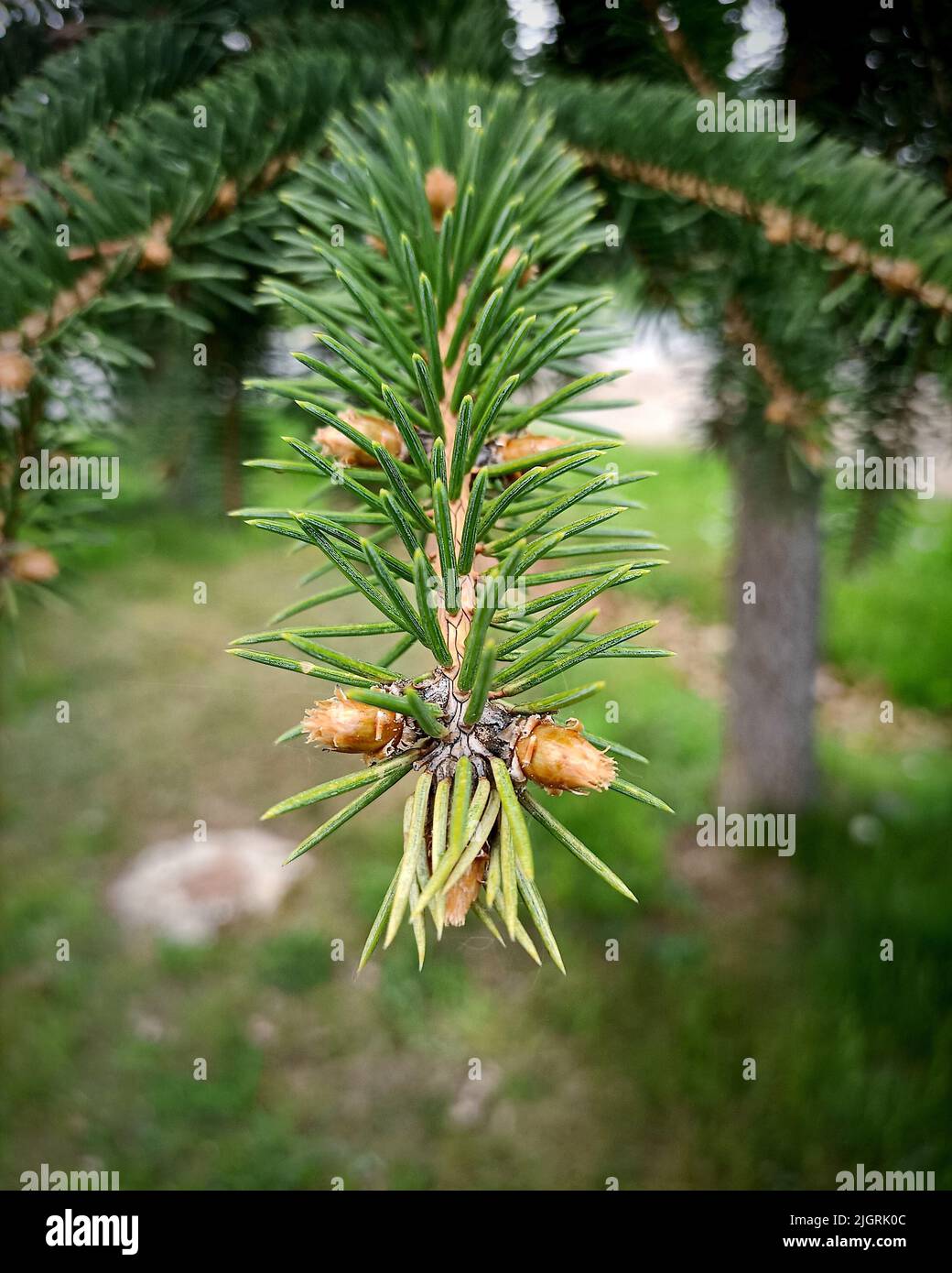 A vertical closeup of tiny cones on fir tree branch Stock Photo Alamy